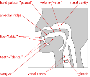 sound terminology manners of articulation chart