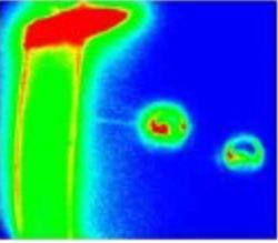 OHC fluorescence image