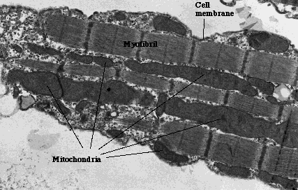 Mitochondria structure