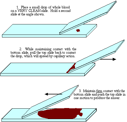 Hur man stryker ut blod på ett objektglas. 