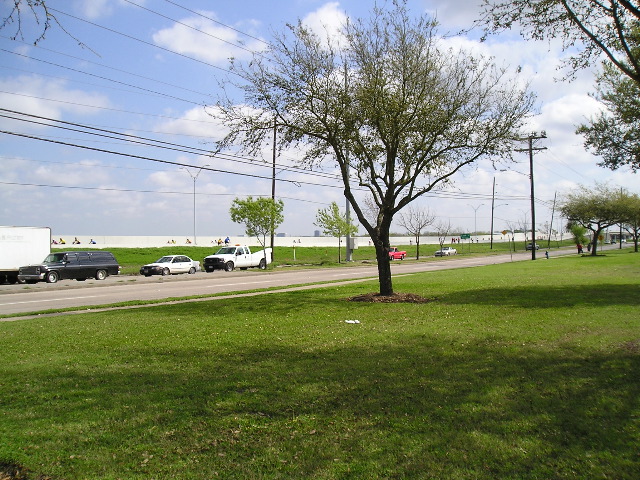 Oak Tree at Start Line