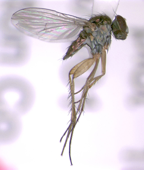 Diptera%20Dolichopodidae%20spikey%20long%20legs%20P10%20n2%20April.jpg