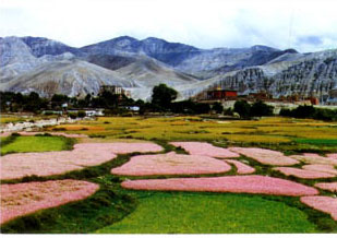 Buckwhear Fields Nepal