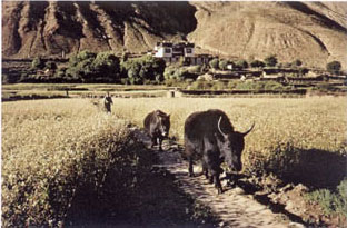 Tibetan buckwheat fields