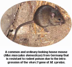 house mouse