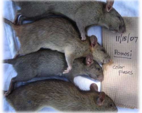 Subspecies of the Ship rat