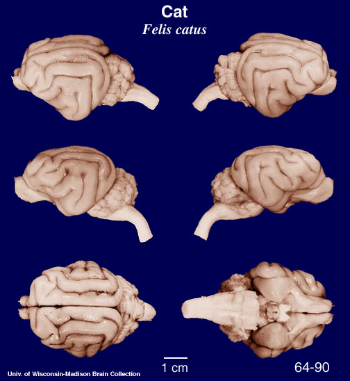 Telencphalon
