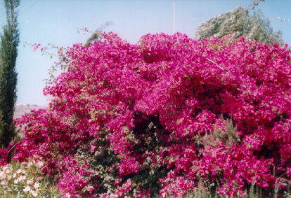 purple flowers