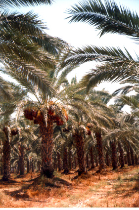 Date palm trees