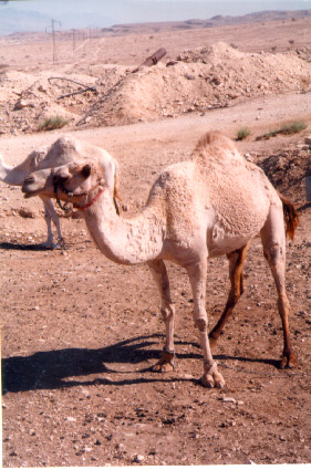 camel