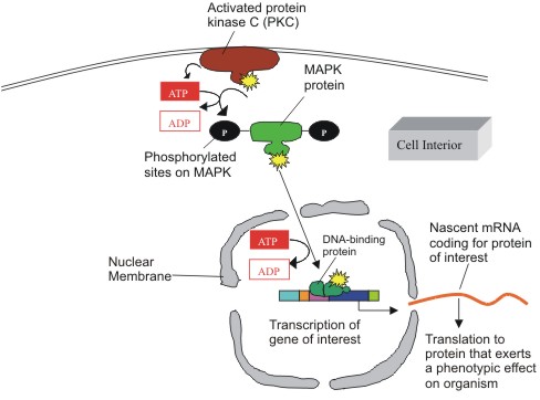 Activated PKC phosphorylates MAP kinase on its tyrosine and threonine sites,