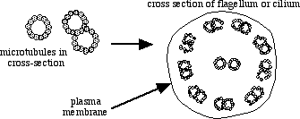 Image result for cilia and flagella