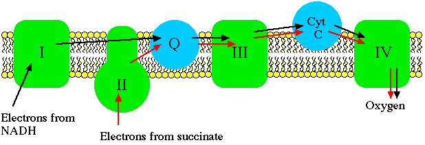 Mitochondria Function  The Electron Transport System