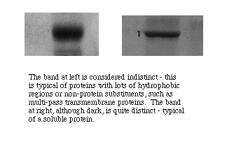 sds page experiment report