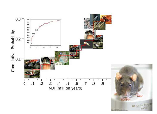 Rat race to speciation 