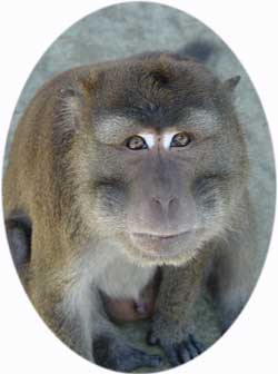 Macaca fascicularis, one species of macaque that forms hybrids with the rhesus monkey, M. mulatta, in SE Asia